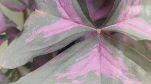 Загадочный цветок « Доброе утро». Лагманная лапша вкусна и как гарнир.