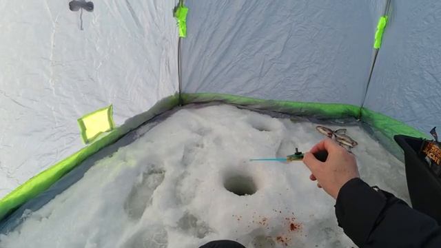 ОБАЛДЕТЬ! ПЛОТВА РАЗМЕРОМ С КАРАСЯ! Ловля крупной плотвы на реке. Рыбалка 2026