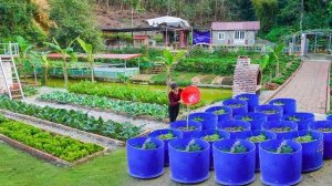 Делаю перегной из травы в пластиковых бочках для будущего урожаю. Серия 80. Ли Фук Ви