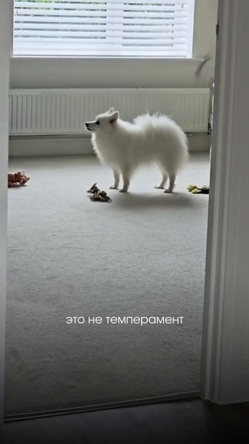 Был ли у вас опыт переучения взрослой собаки? Чему переобучали, и как успехи?