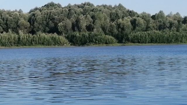 Аисты на Оке