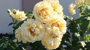 Настоящий шедевр роза Сирано де Бержерак (Cyrano de Bergerac).