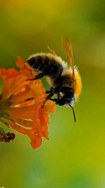 Объединенье в соединеньи обожествленьи