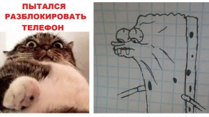 Лютые мемы. Кот разблокировал телефон