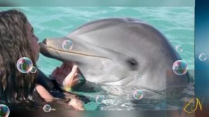 "Белые дельфины" группа VIP.mp4