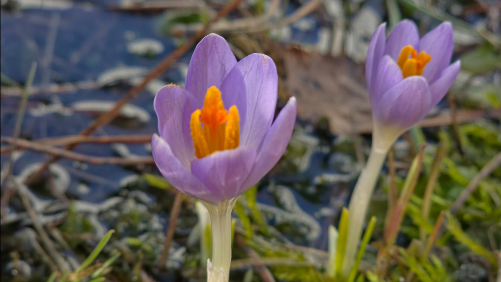 Наша ДАЧА. Что пережило зиму на моём участке?