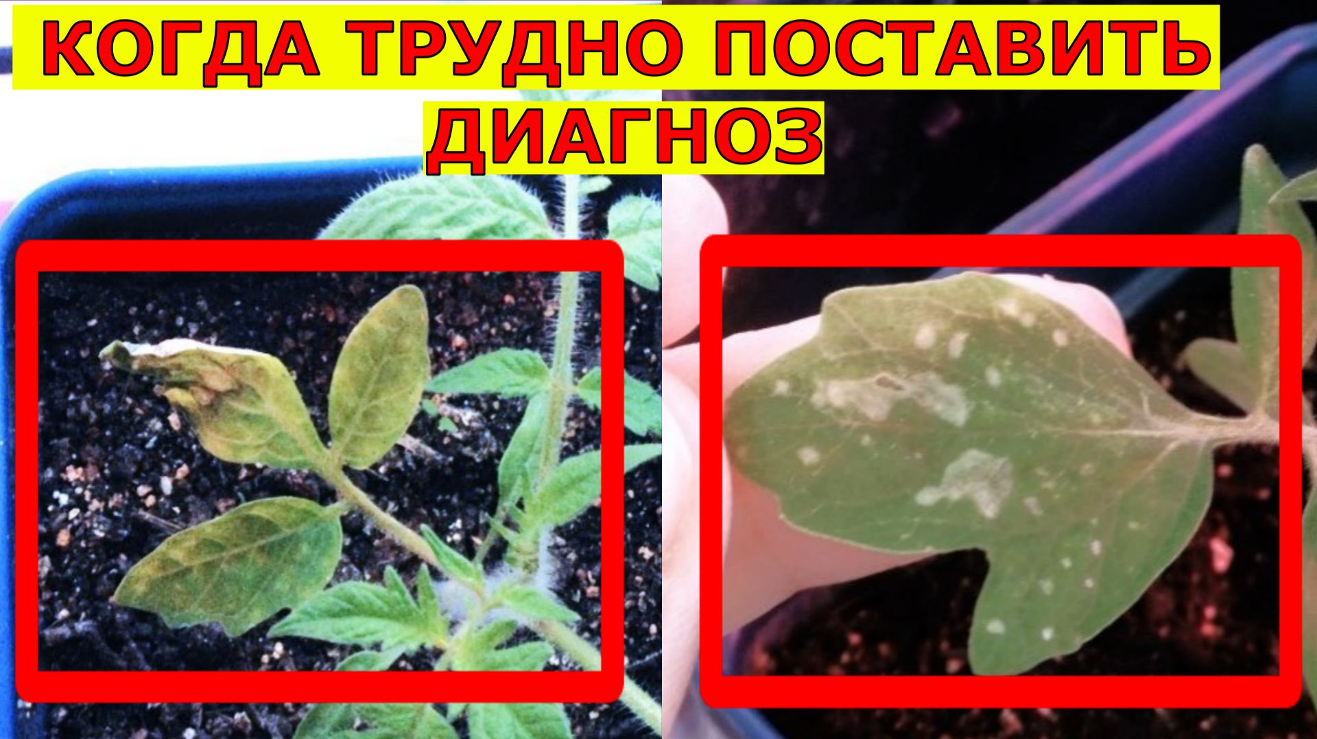 Желтеют сохнут листья у рассады томатов Подозрение на клеща трипса