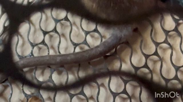 Разглядываем крысу