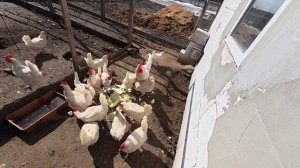 08.04.2026 // Съездили в деревню // Поговорим немного☺️