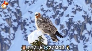 Птицы зимой в лесу 🐦_⬛🦉 🦤 видео для отдыха душой 🦅🌲1