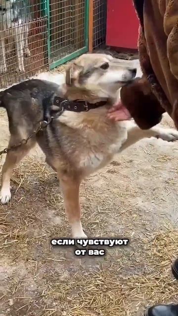 Разбитое сердце, которое умеет любить | Три чуда приютской души