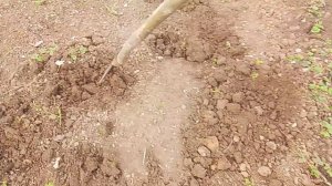 Как правильно ПЕРЕСАДИТЬ клубнику ранней весной, выбирая пасмурные дни. 2026.03.30