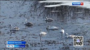 Птицы возвращаются в Артемовские луга