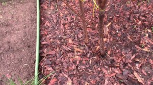 08.04.26 г. Волгоград. Обзор дачи. Удобрения для всего участка