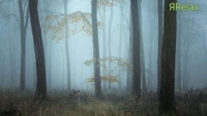 Сатсанг √131, Роберт Адамс. Каждый день вспоминаем и практикуем духовность.