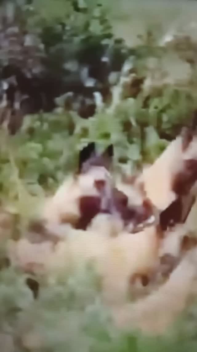 Погоня за Леопардом😳#Shorts