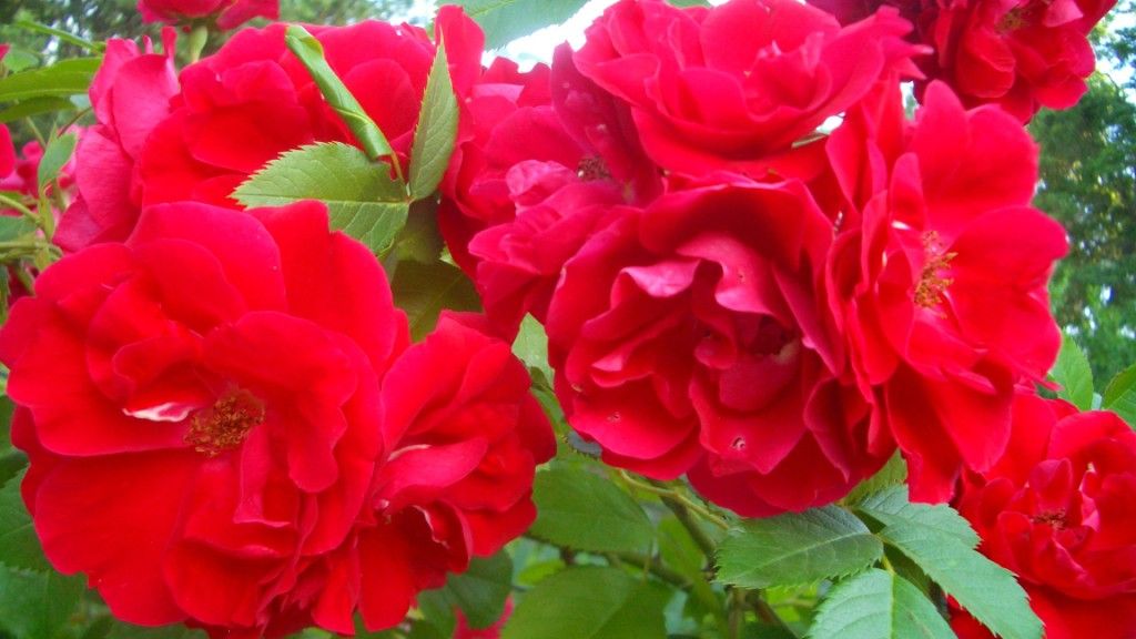 Посадка розы ранней весной в грунт и в горшок