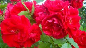 Посадка розы ранней весной в грунт и в горшок