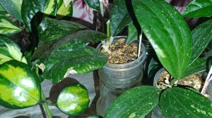 Комнатные растения/излишки 🪴🪴🪴