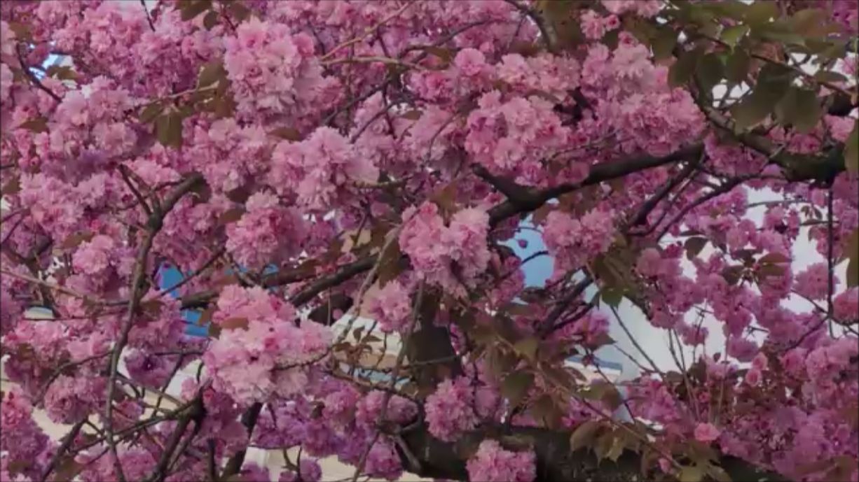 Цветет японская вишня.