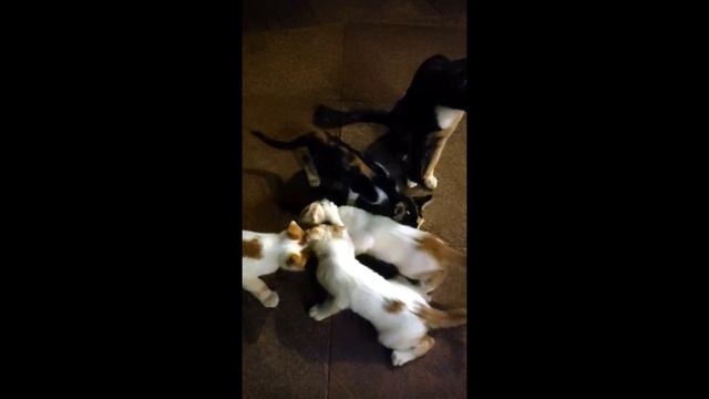 Животный мир