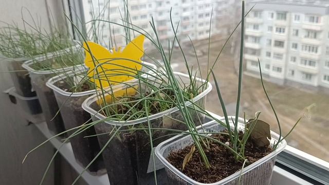 Вести с подоконника. Обзор рассады 9 апреля 2026 г.