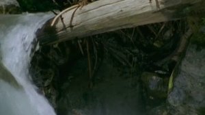 Первозданная природа. Эдем жизни 3 серия (документальный сериал, 1997)