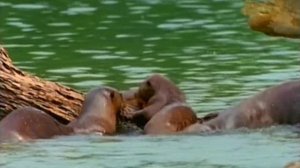 Первозданная природа. Эдем жизни 15 серия (документальный сериал, 1997)