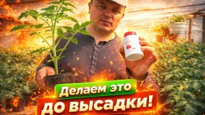 Сделайте эти ТРИ необходимые вещи перед высадкой томатов на грядку