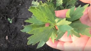 Как вырастить пряное многолетнее растение любисток из семян