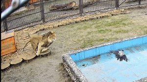 Наглость наказуема..