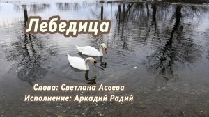 Лебедица (песня под гитару)