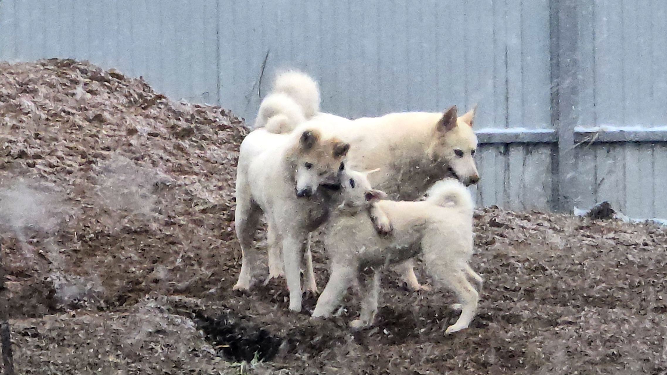 В чистый четверг