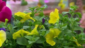 Манзара 26/03/2026