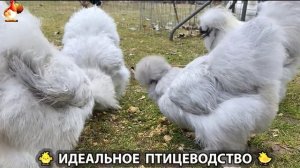 Идеальное птицеводство достойно восхищения 🐓🦆🦢🦚🦃🐔 эпизод (484)