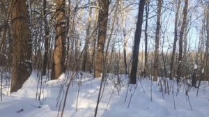 ходил по лесу ЧАСТЬ 17