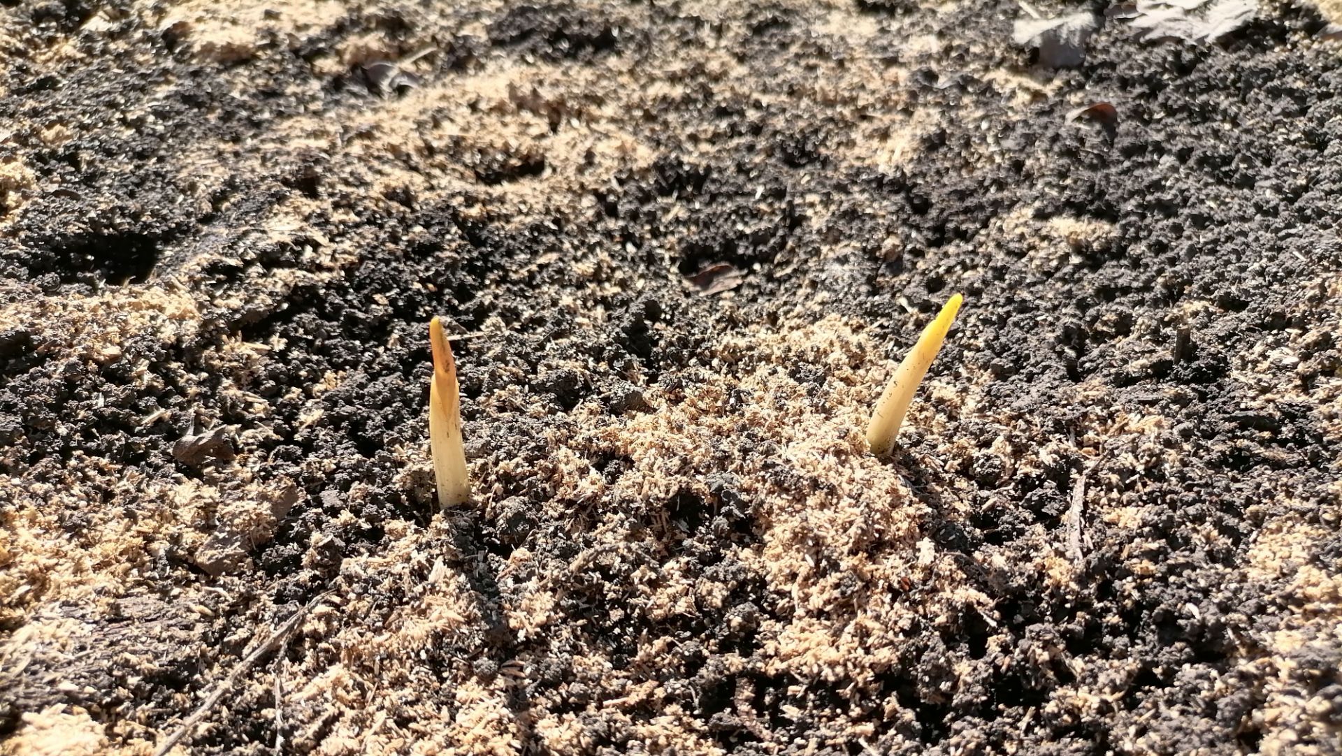 🧄  Озимый чеснок весной, первый уход