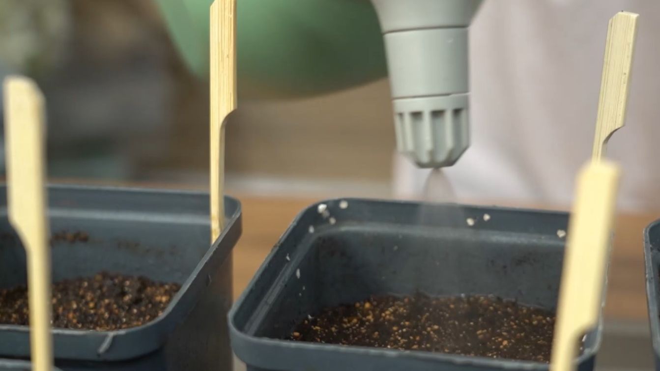 Выбираем и сеем огурцы на рассаду. Дачные сезоны