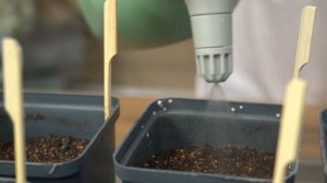 Выбираем и сеем огурцы на рассаду. Дачные сезоны