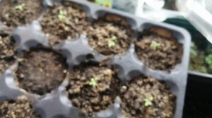 Бегония и эустома.