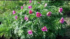 Игорь Северянин. Тщетная мечта