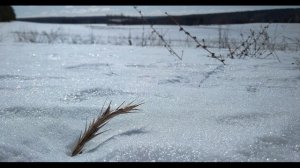 Игорь Северянин. За несколько часов