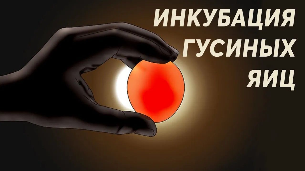 Инкубация гусиных яиц. Все что нужно знать.
