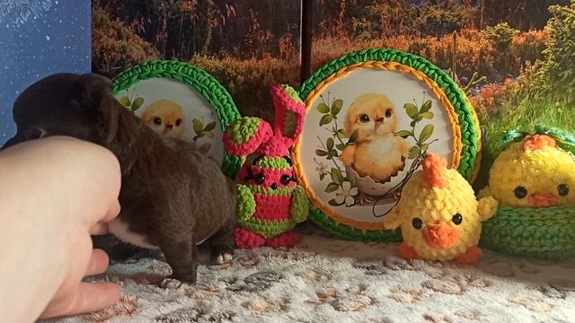 Жофрей #цена 50 тр #скидки #продам_щенка_чихуахуа_куплю +79215950848