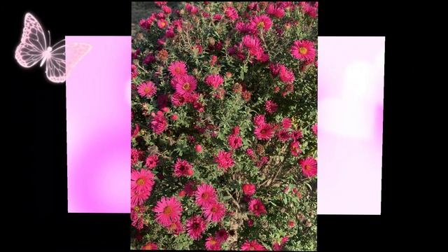 09.04.2026 цветы