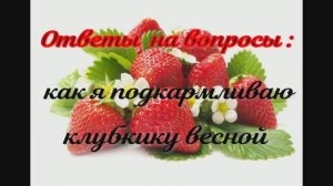 Как я кормлю клубнику руней весной . Ответы на вопросы