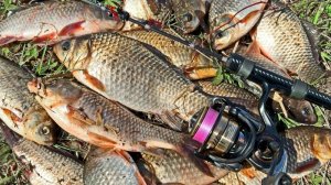 ТЕПЕРЬ ЛОВЛЮ КАРАСЯ ТОЛЬКО ТАК. ПОПЛАВОЧНИКИ В ШОКЕ, что есть такая рыбалка