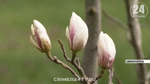 Магнолии трёх видов расцвели в ботаническом саду имени Н.В. Багрова