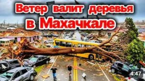 Ураган в Махачкале и Каспийске❗ Ветер валит деревья в Дагестане❗ Оползни, обвалы и разрушенные дома!