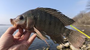 ТИЛАПИЯ НА ФИДЕР! Клев который я не забуду! Рыбалка в апреле